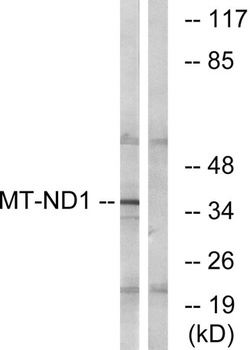 ND1 rabbit pAb