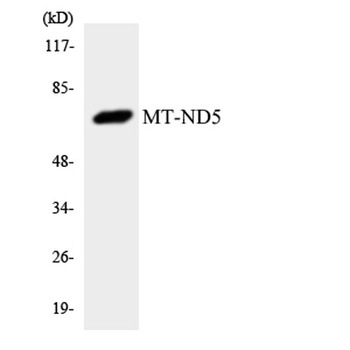 ND5 rabbit pAb