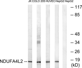 NDUFA4L2 antibody