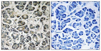 NDUFA8 antibody