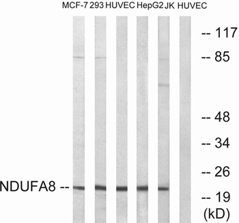 NDUFA8 antibody