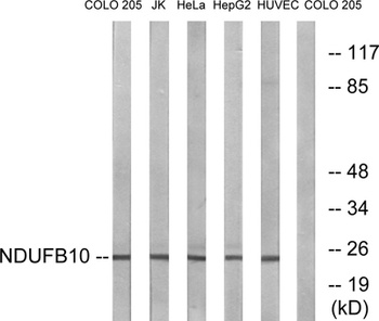 NDUFB10 antibody