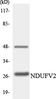 NDUFV2 antibody