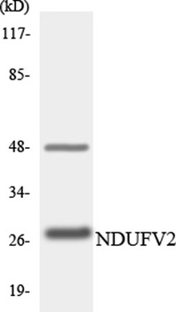 NDUFV2 rabbit pAb