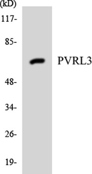 Nectin 3 rabbit pAb