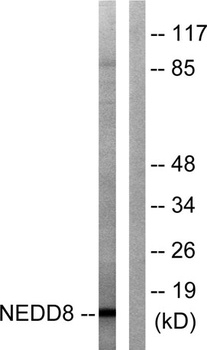 Neddylin antibody