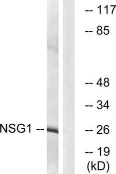 NEEP21 rabbit pAb