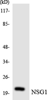 NEEP21 antibody