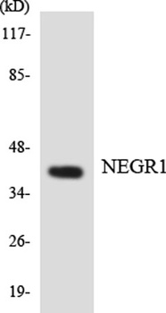NEGR1 rabbit pAb