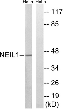 NEIL1 rabbit pAb