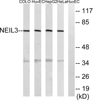 NEIL3 antibody