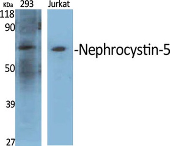 Nephrocystin-5 rabbit pAb