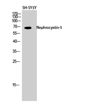 Nephrocystin-5 rabbit pAb