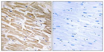 Neuralized-2 rabbit pAb