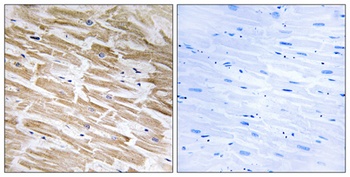 Neuralized-2 antibody