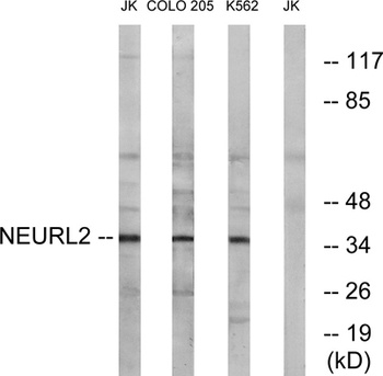 Neuralized-2 antibody