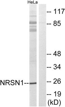 Neurensin-1 rabbit pAb
