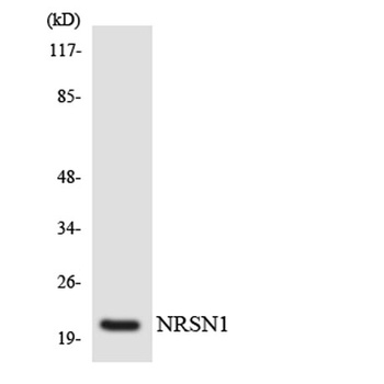 Neurensin-1 antibody