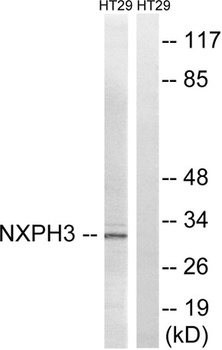 Neurexophilin-3 antibody