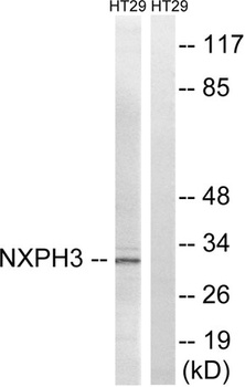 Neurexophilin-3 rabbit pAb
