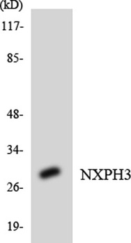 Neurexophilin-3 antibody