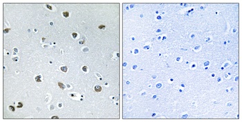 Neurexophilin-4 antibody