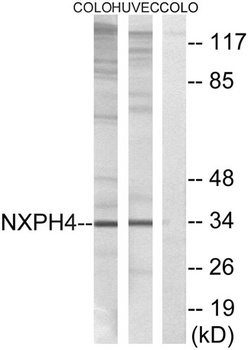 Neurexophilin-4 antibody