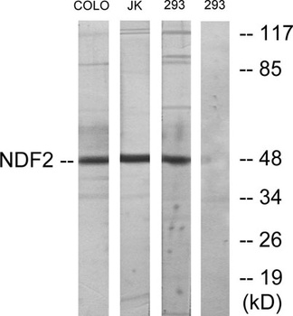 Neuro D2 rabbit pAb