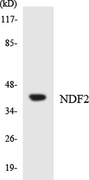 Neuro D2 rabbit pAb