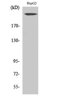 Neurofibromin antibody