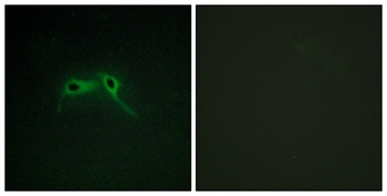 Neurofibromin rabbit pAb