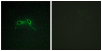 Neurofibromin antibody