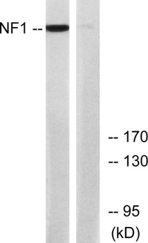 Neurofibromin antibody