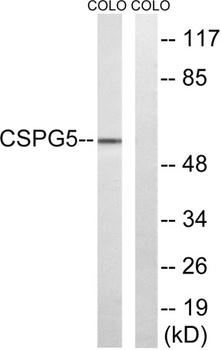 Neuroglycan C antibody