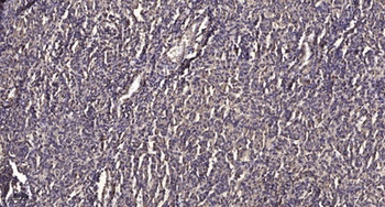 Neuroglycan C rabbit pAb