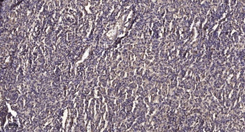 Neuroglycan C antibody