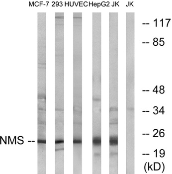 Neuromedin-S antibody