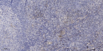 Neuromedin-S rabbit pAb