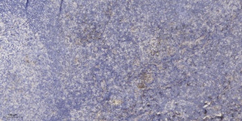 Neuromedin-S antibody