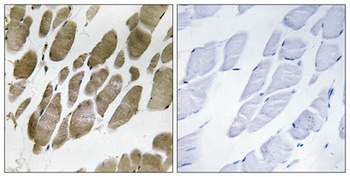 Neuromedin-U rabbit pAb