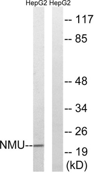 Neuromedin-U rabbit pAb