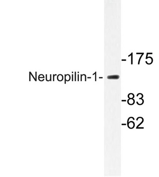 Neuropilin-1 antibody