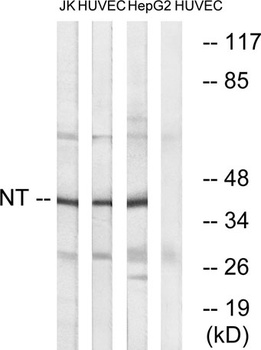 Neurotrimin rabbit pAb