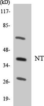 Neurotrimin rabbit pAb