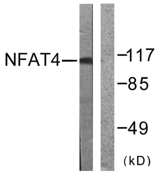 NFATc3 rabbit pAb
