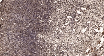 NFATc3 rabbit pAb