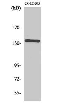 NFATc4 rabbit pAb Antibody