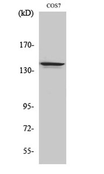 NFRκB rabbit pAb