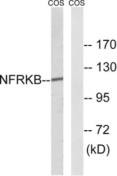 NFRκB rabbit pAb