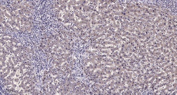 NFRκB rabbit pAb
